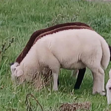An Den Salzwiesen * Sande